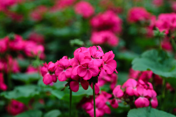 Pink flowers with a natural blurred background.