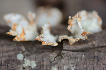 fungi on a dead tree