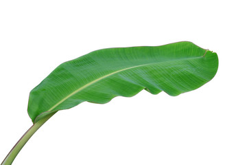 banana leaf isolated on white background, File contains a clipping path.