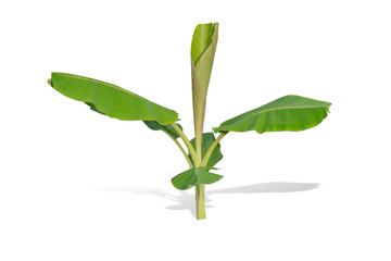 young banana tree isolated on white background. File contains a clipping path.