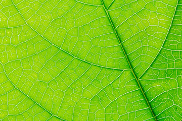 Naklejka na ściany i meble close up macro green leaf texture background