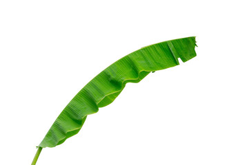 banana leaf isolated on white background, File contains a clipping path.