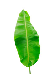 banana leaf isolated on white background, File contains a clipping path.