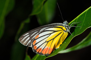 The Butterfly on leaf.