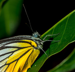 The Butterfly on leaf.