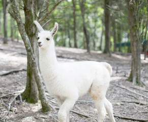 Obraz premium BABY LLAMA