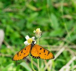 The Butterfly.