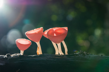 Mushroom, Pink burn cup in forest.