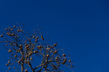Dead Tree with blue sky