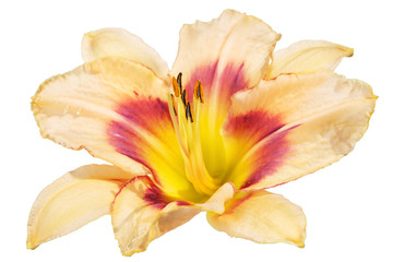 big eight petal peach day lily flower isolated on white background