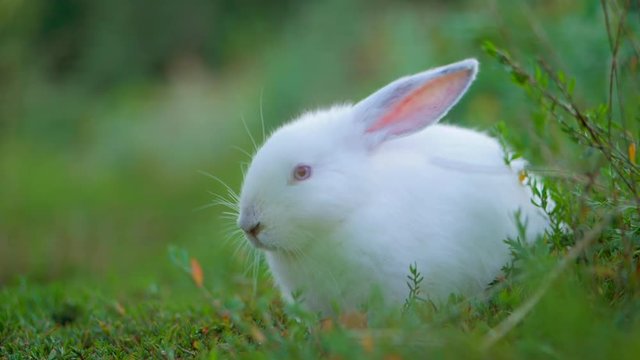 Easter adorable white bunny outdoor on green background eating grass and carrot. The rabbit is washing his hands. Slow motion.