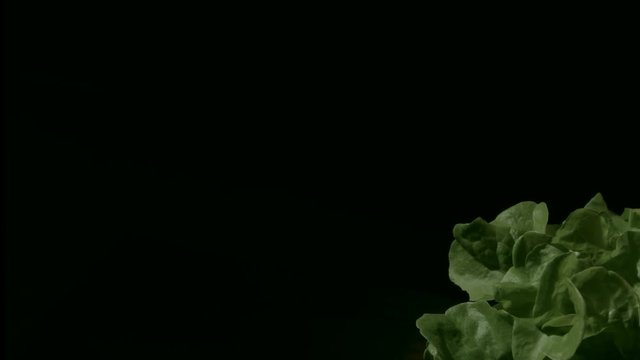 Water splashing onto lettuce, slow motion