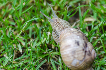 Snail macro detail