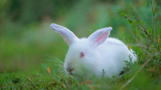 Easter adorable white bunny outdoor on green background running away. Slow motion.