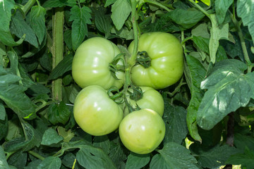 Un racimo de tomates se maduran.