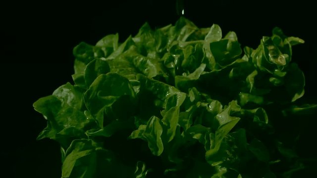 Water splashing onto lettuce, slow motion