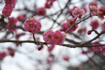 紅色の蠟梅(ろうばい)