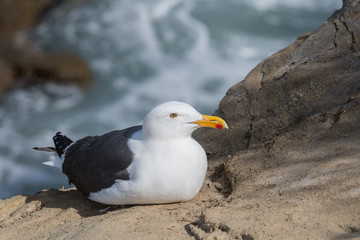 Sea Gull Sits on Rocky Cliff