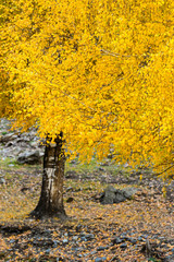 yellow leaves on the trees