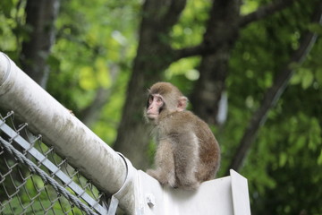 猿 野生 動物