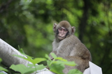 猿 野生 動物