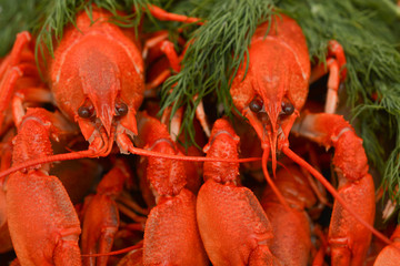 Boiled crayfish with dill. Seafood. Snack to beer.