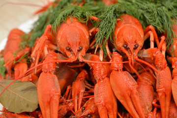 Boiled crayfish with dill. Seafood. Snack to beer.