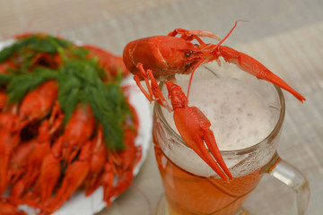 Cooked river crayfish on a glass with beer. Seafood. Snack to beer.
