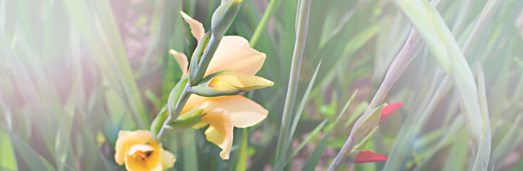Banner beautiful flowers and bright grass in the garden
