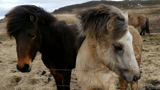 Close up from two friendly Icelandic horses