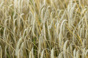 Ripe grain of rye. Agriculture. Background.