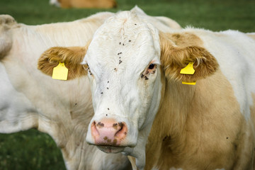 The head of a cow is close-up.