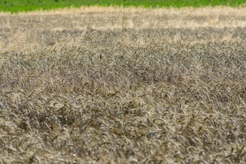Ripe grain of rye. Agriculture. Background.