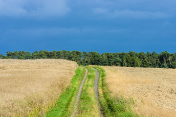Fototapeta na wymiar Rural landscape. The road is far away and ripe fields of wheat.