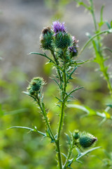 Carduus acanthoides flower head. Close-up.