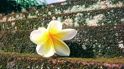 frangipani Blüte © Antonia