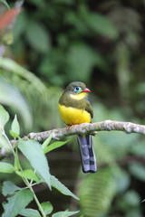 Sumatran trogon (Apalharpactes mackloti) in Sumatra,Indonesia