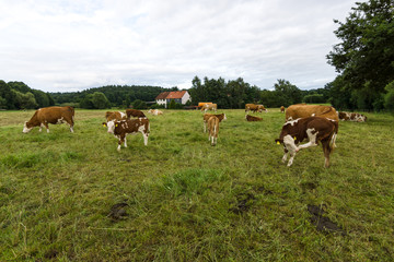 Fototapeta na wymiar Cows and calves in pasture. In the background, the village houses.