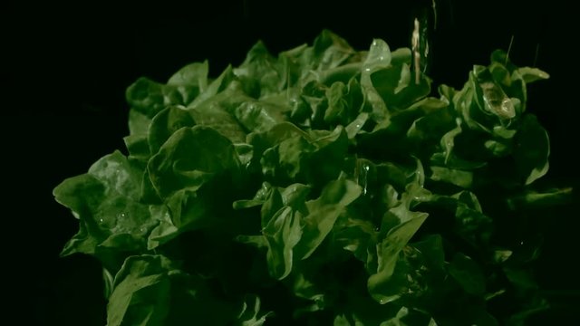Water splashing onto lettuce, slow motion