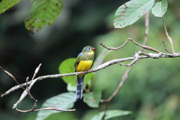 Sumatran trogon (Apalharpactes mackloti) in Sumatra,Indonesia