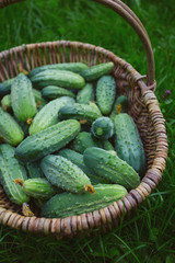 cucumbers in a basket on green grass