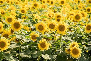 Naklejka premium ひまわり畑