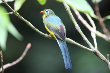 Sumatran trogon (Apalharpactes mackloti) in Sumatra,Indonesia