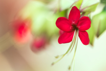 red flowers