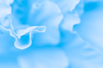 flower background