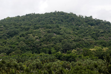 Fototapeta na wymiar Green mountain with many trees.