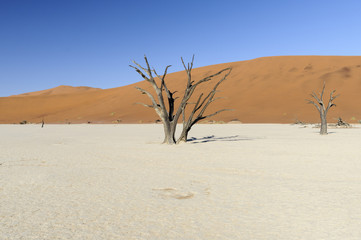 Dead acacia trees and dunes in the Namib desert / Dunes and dead acacia trees in the Namib desert, Dead Vlei, Sossusvlei, Namibia, Africa.