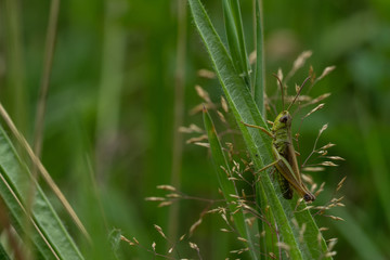 Grashüpfer 2