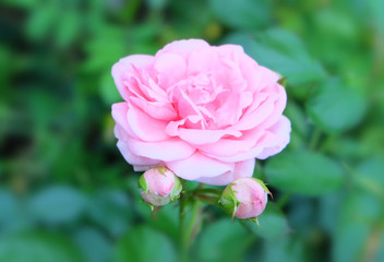 Pink rose on a background of greenery.