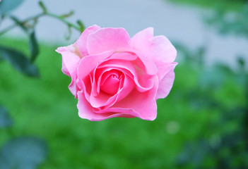 Rose bud on a green background.